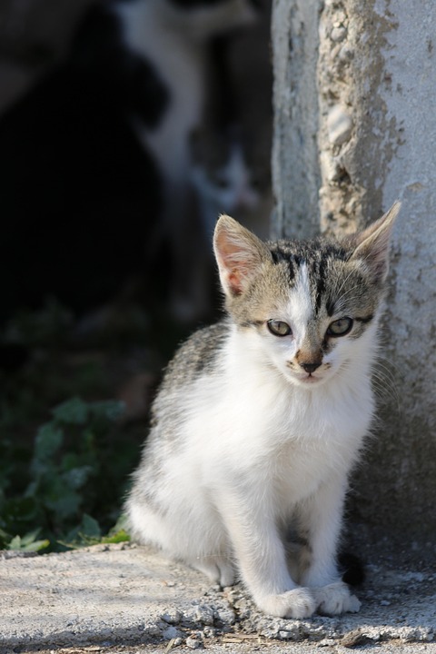 kedilerde ilk yardım yöntemleri
